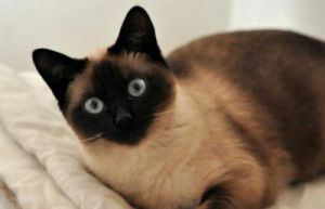 为什么养暹罗猫风险大 猫品种大全100种图片