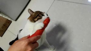 猫咪胡萝卜怎么吃 猫咪可以吃胡萝卜吗
