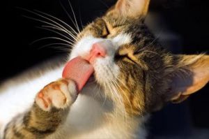 猫舔人嘴巴是什么意思 猫嘴巴肉芽肿症状图片