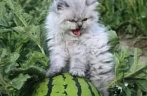 猫咪可以吃西瓜不 猫咪掉毛厉害怎么办