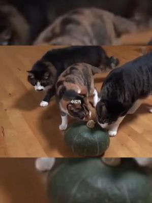 猫可以吃南瓜吗 痛风可以吃南瓜吗