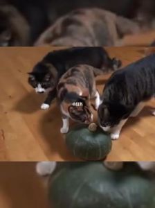 猫可以吃南瓜吗 痛风可以吃南瓜吗