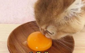 猫咪吃蛋黄几天吃一次比较好 猫咪怀孕吃什么比较好