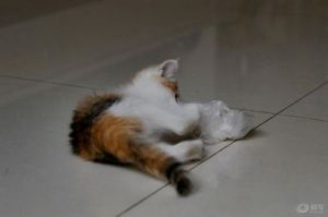 猫咪喜欢舔塑料袋 猫咪养熟的10个征兆