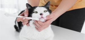 为什么不建议给猫刷牙 真的有必要给猫刷牙吗