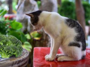 猫可以吃的蔬菜 猫能吃胡萝卜吗