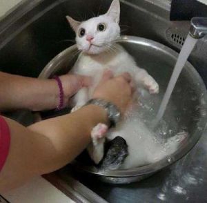 小猫洗澡水温度多少合适 小猫洗澡水温多少度合适
