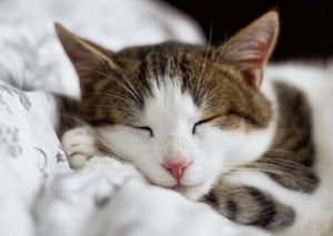 猫咪爱睡觉正常吗 猫咪夜里不睡觉怎么办