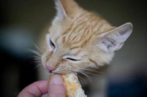 猫挑食会不会宁愿饿死也不吃 猫不吃猫粮是什么原因