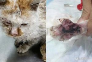 猫瘟好转的10个征兆 猫瘟什么状态扛不住了