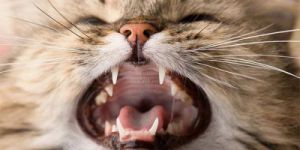 猫喉咙嘶哑快速恢复十大方法 5分钟快速让嗓子哑的方法
