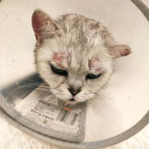 猫咪抑郁的症状表现 猫从几个月养最亲