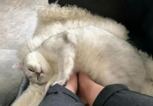 小猫为什么喜欢趴在主人身上睡觉 揍了猫咪怎么挽回感情