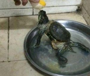 养的乌龟死了8预兆 乌龟多大才会下蛋