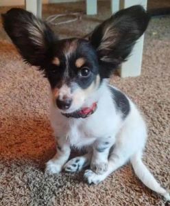 狗耳朵图片 小狗的耳朵像什么