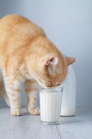 猫可以喝人的纯牛奶么 一克羊奶粉喂猫怼多少水