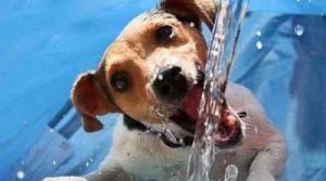 狗喝水图片 狗喝水是啥意思