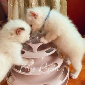 布偶猫 猫可以吃奶油蛋糕吗