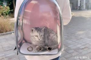 猫咪可以带上公交车吗 公交车可以带猫吗