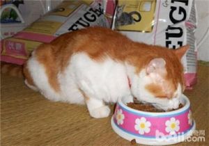 猫宁愿饿着也不吃猫粮 国产十大最好猫粮