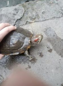 乌龟去世后怎么处理 小乌龟干养还是水养好