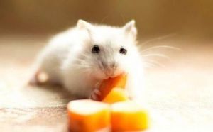 仓鼠可以吃油桃吗 仓鼠可以吃油桃
