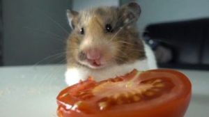 仓鼠可以吃西红柿吗 仓鼠可以吃西红柿了