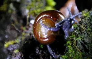 蜗牛最怕三种东西 蜗牛的寿命一般有多长