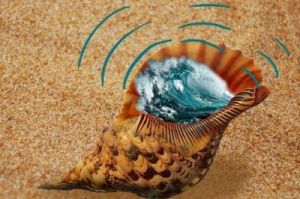 海螺里为什么有大海的声音 大海的声音的句子