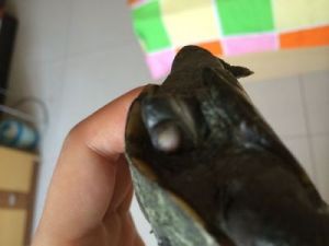 乌龟闭眼睛有一层白膜正常吗 乌龟闭眼睛有一层白膜图片