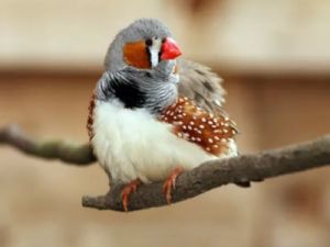 珍珠鸟的饲养方法和注意事项 珍珠鸟喂养的注意事项
