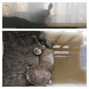乌龟冬眠处理 乌龟冬眠结束怎么处理