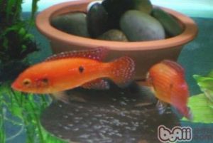 红宝石鱼繁殖详细教程 红宝石鱼怎么繁殖