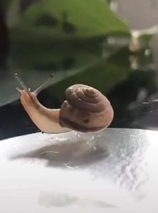 为什么会梦到无壳蜗牛追自己 无壳的蜗牛是什么