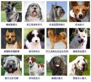 狗品种大全100种 阿拉斯加爱斯基摩犬