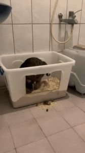 猫在猫砂盆外面拉屎怎么纠正 怎么纠正猫咪晚上使用猫砂盆