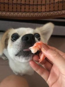 狗能吃虾头吗 狗最爱吃的10种食物