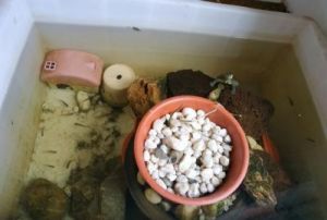 巴西龟幼龟怎么喂食 巴西龟吃什么食物一般几天喂食一次