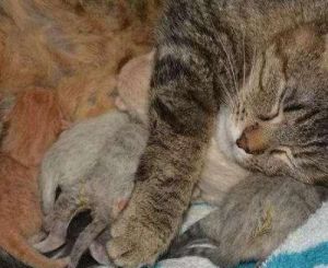 为什么母猫养大孩子会凶孩子 为什么大部分母猫凶不让配