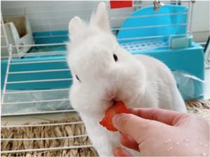 兔子吃什么菜 兔子吃菜图片