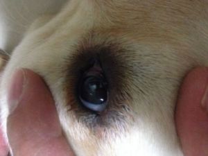 小狗狗眼睛有一层白膜 狗的眼睛有一层白膜是怎么回事