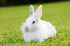 小兔子最大的本领 小动物大本领绘本