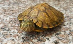 为什么不能随便养乌龟 乌龟一次喂多少龟粮