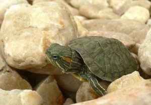 养巴西龟水多深最佳 养巴西龟水深多少