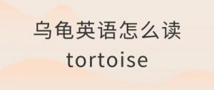 乌龟英文怎么说 乌龟翻译成英文