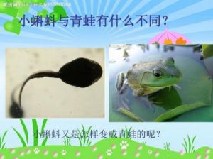 蝌蚪变青蛙大概需要多久 描写蝌蚪变青蛙的英语作文