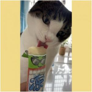 猫咪能吃冰淇淋吗 小猫咪吃冰淇淋