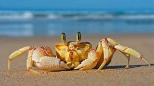 螃蟹有几条腿 螃蟹有几条腿图解
