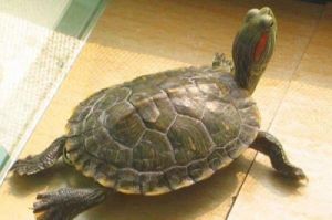乌龟的寿命最长多少年 乌龟寿命一览表