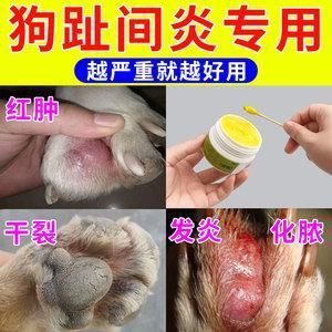 狗甲沟炎最佳治疗方法 狗脚趾红肿鼓鼓的是什么病